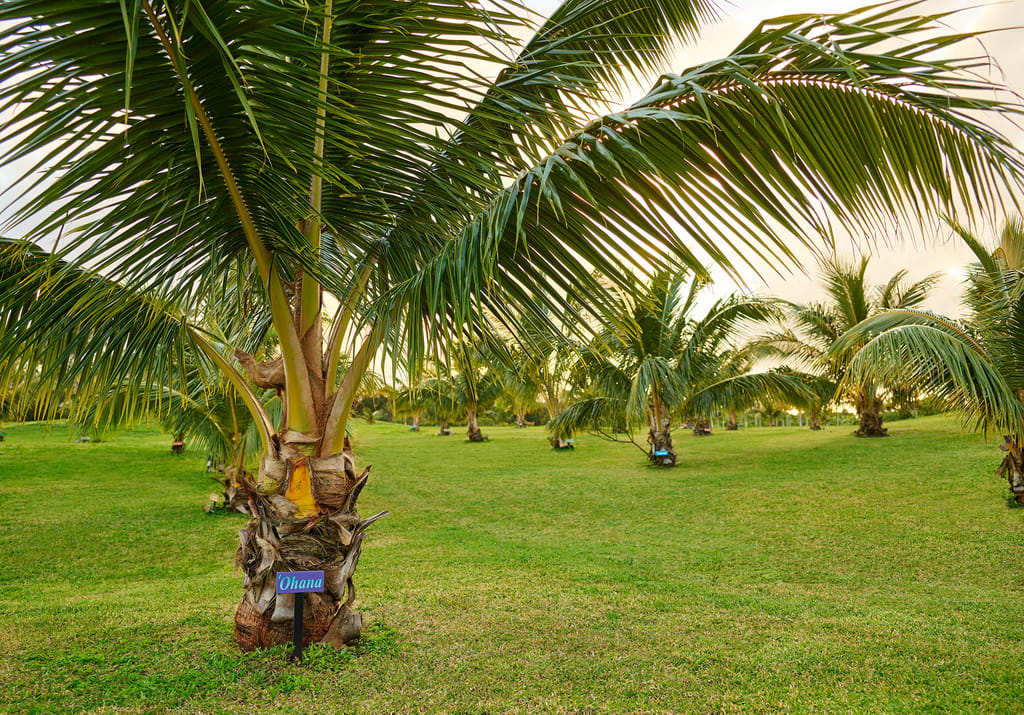 The Owners Coconut Tree Grove at The Farm at Hokuala, where Owners are invited to plant a tree to signify planting roots with our Ohana