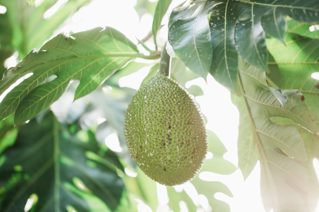 Breadfruit from the Farm at Hokuala