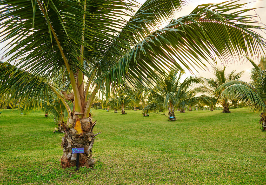 The Owners Coconut Tree Grove at The Farm at Hokuala, where Owners are invited to plant a tree to signify planting roots with our Ohana