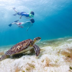 Underwater photo of family mother and son snorkeling and swimming with Hawksbill sea turtle