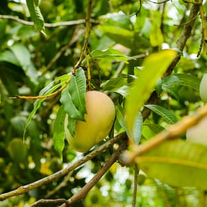 Mango trees with fruits.
