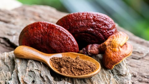 Reishi or lingzhi mushroom on nature background.