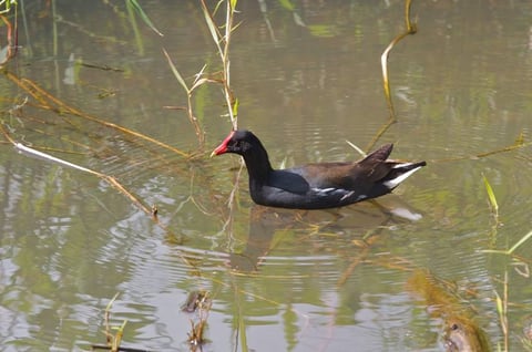 Timbers Kauai - Gallinule