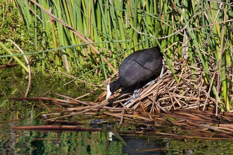 Timbers Kauai - Coot