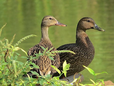 Timbers Kauai - Koloa Duck