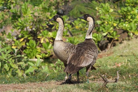Timbers Kauai - Nene