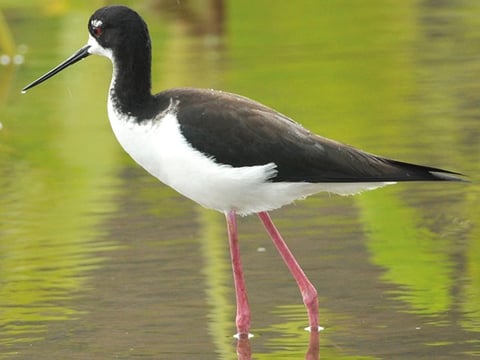 Timbers Kauai - Stilt
