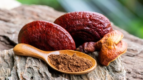 Reishi or lingzhi mushroom on nature background.