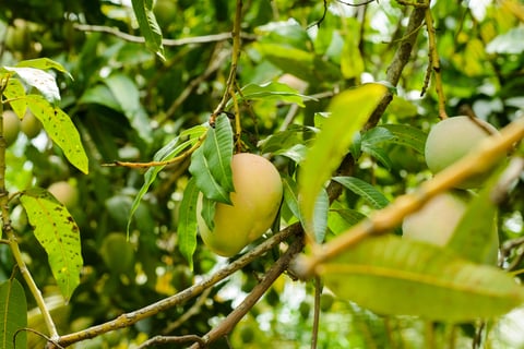 Mango trees with fruits.