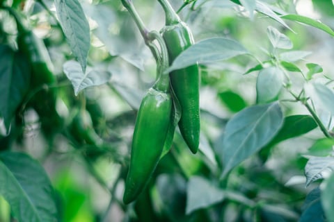 photo of two spicy jalapeno pepper. ripe green pepper hanging on tree branch next to each other. Natural vegetable. National Mexican food. Popular sort of pepper. Growing between green leaves t