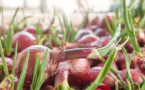 Picture of organic sprouting onion, selective focus.