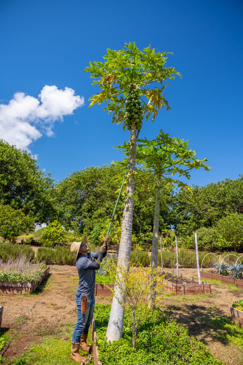 Ericson Abalos farm manager at Hokuala