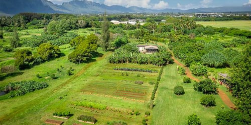 Aerial view of the gardens at The Farm at Hokuala, Timbers Kaua'i