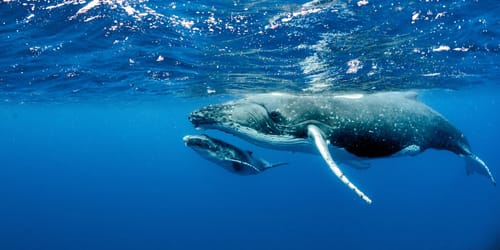 A beautiful underwater shot of two humpback whales swimming near the surface