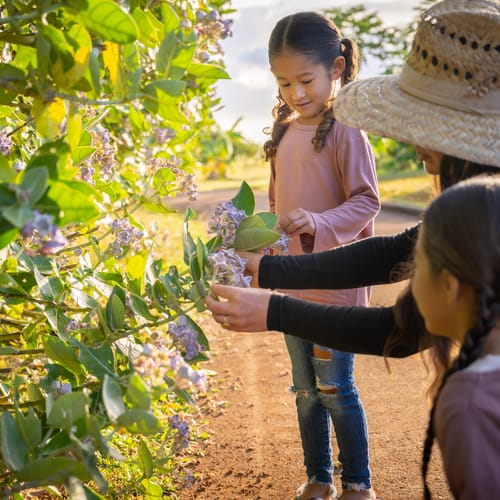 Family exploring The Farm at Hokuala and the butterfly trees