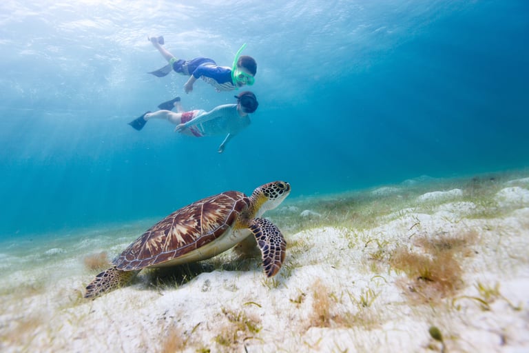 Underwater photo of family mother and son snorkeling and swimming with Hawksbill sea turtle